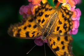 篇一：适马 Sigma 150mm F2.8 OS Macro 微距镜头使用感受图片