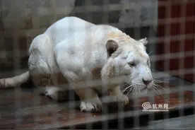 杭州野生动物园“猛兽区”要开了 这里有最帅的雪虎图片