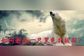 国际北极熊日：如何邂逅一只黑色的北极熊？图片