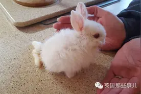 刚来到这个世界就经历了寒冷与伤害的兔宝宝，幸好遇到了个暖爹..图片