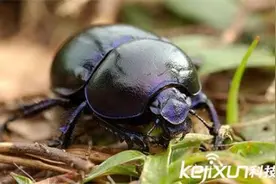 陆地动物大力士：身强体壮战斗力惊人图片