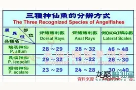 燕子神仙鱼起源、种类介绍图片