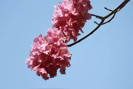 惊艳！东莞最全赏花地点大搜罗 先收藏了再说！图片