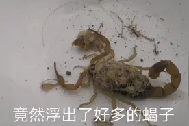 母蝎子生了小蝎子，不忍伤害它们，放生野外，祝它们母子平安视频封面