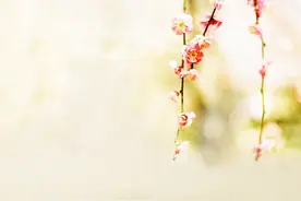 姿美堂和春天同步 胶原蛋白饮重磅回归图片
