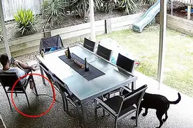 八公再现！忠犬赶走毒蛇救下玩手机的主人 暖心举动获网友点赞图片