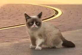 德语很有汪星人范儿的猫咪们图片