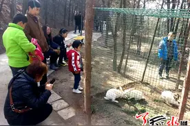 晴好天气带热天水市动物园图片
