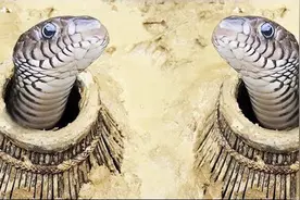 实拍：柬埔寨熊孩子带着大蟒去抓小蛇，最后满意而归视频封面