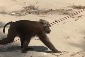 印度村民训练猴子上树采摘椰果，猴子爬树如履平地视频封面