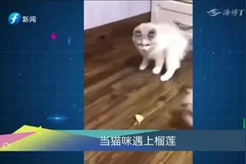太真实了！猫咪闻一下榴莲瞬间呕吐，反应到位视频封面