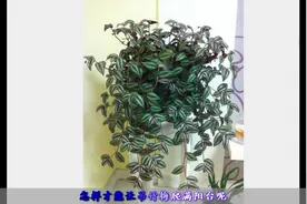 原来吊竹梅（兰）只要摘心就能爆盆爬满阳台，咋不早点知道呢视频封面