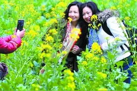 春来了云山桃花别样红图片