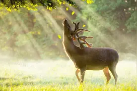 5.1双声道高清音质轻电音，戴上耳机听超舒服，很好听哦《Bridge Of Dreams》