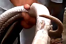 不可思议，眼镜蛇长了一双脚