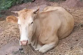 晚风残阳里，独孤一黄牛 晨耕犁杖早，暮归喘不休 舔舐慰疲身，反刍嚼苦愁 纵使洪荒力，血汗为谁流？视频封面