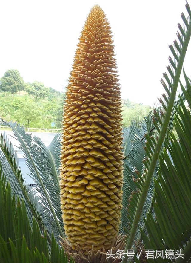 铁树花的作用(铁树花的作用与功效)_华天号