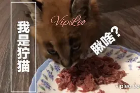 狞猫吃牛肉大餐，吃饭都能吃出霸气，这眼神有杀气！