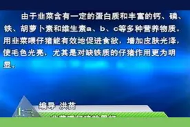 农事百科 韭菜喂仔猪效果更好！视频封面