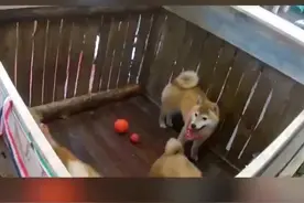 #向往的生活 恭喜#王珞丹 喜提#瓢 哥🤣以后咱家里粮食可得备足了😅也恭喜#张子枫 妹妹喜提#锅 妹哦视频封面