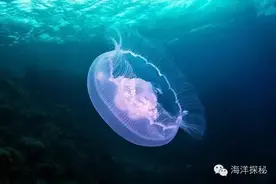 海洋生物|海中明月——海月水母图片