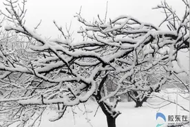 烟台市区正月迎来春雪 千树万枝披银装图片
