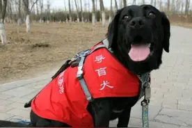 导盲犬是怎么训练的 需要专业的训练师训练图片