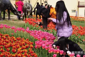 南充近郊周末赏花踏青好去处，不必走那么远，出门就是旅游图片