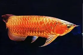 萌宠‖傲娇龙鱼，你知怎样养吗？图片