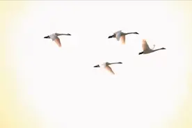 浪漫迷人的魅力钢琴曲《牵我的手》奥马尔