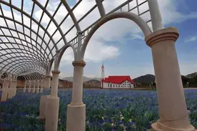 青岛最美薰衣草花海已盛开，周末扑向这片紫色海浪浪起来~图片