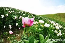 乌拉盖的芍药花开了，欣赏花的美艳，更在于我们爱花护花心的美艳图片