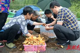 龙山枞菌走俏 农民实现增收图片