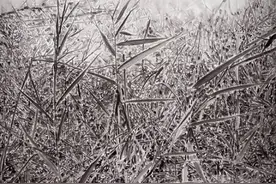 韩国画家张银卿与本土画家田子由画展开幕 对话城市与乡村图片