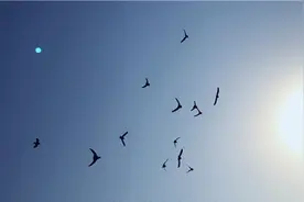 群体｜城市养鸽人：小信鸽能平安飞回来就好图片