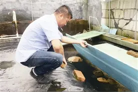 大山深处有个生态养蛙场 养蛙人欲用石蛙带动乡村游图片