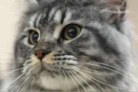 怎么拍摄喵星人图片