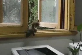 建德：贪吃小松鼠 入室来讨食图片