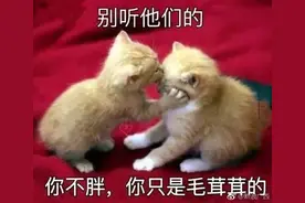 全国最胖省份和最瘦省份出炉，米饭和馒头却掐起来了……图片