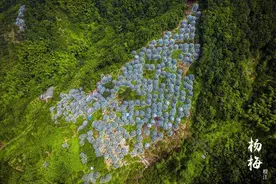 回放︱80元1斤！住蚊帐的罗幔东魁杨梅为啥这么金贵图片