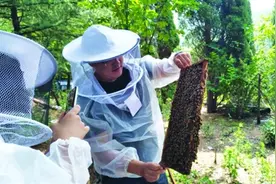 养蜂卖蜜做出新模式 淄博80后青年回归大山创业图片
