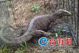 罕见巨蜥惊现村庄 诏安县护林人员及村民合力将其放生图片
