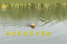 狗中菲尔普斯！郑州泰迪犬每天游泳遛弯 能游一公里图片