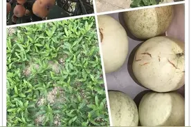 哥哥是我生命里特别的支柱，你们不许老哦图片