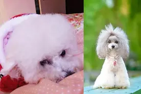 贵宾犬突然不听指令坐下 纠正狗狗不听话达人有办法图片