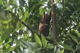 “猫头鹰油烟机管道安家产仔”续：1只小猫头鹰成活还会飞了图片