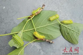 原来“糖宝”是有毒的！落到身上易有红肿过敏反应图片