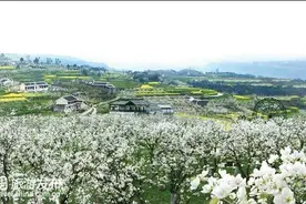 四川苍溪梨花节将于3月18日启幕 15万亩梨园供赏图片