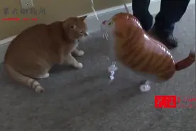 买了一个玩具猫吓唬橘猫，被橘猫一巴掌拍烂，女主在一旁笑抽了！
