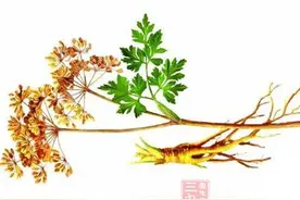 当归的作用 让你了解当归都有哪些功效图片